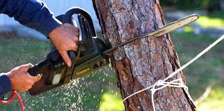 Best Lawn Pest Prevention  in Lewisburg, PA