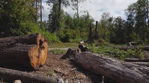Best Root Management and Removal  in Lewisburg, PA
