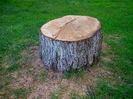 Best Utility Line Clearance  in Lewisburg, PA