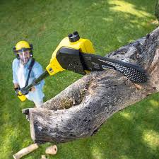 Best Lawn Maintenance Plans  in Lewisburg, PA