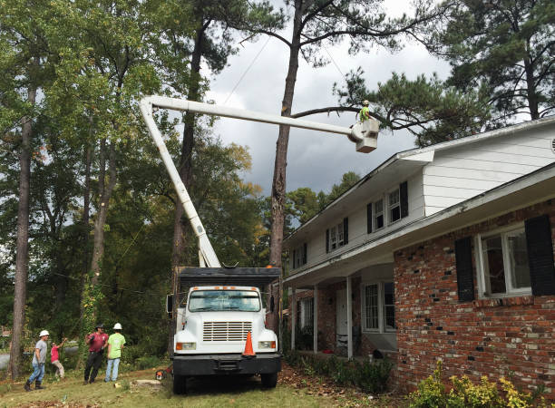  Lewisburg, PA Tree Care Pros