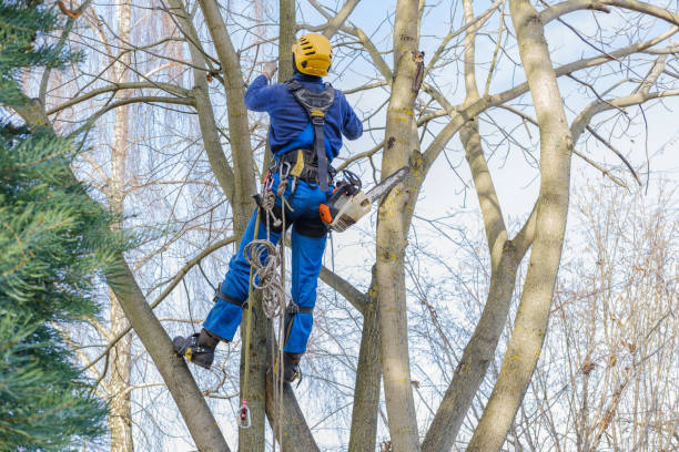 Reliable Lewisburg, PA Tree Care Solutions