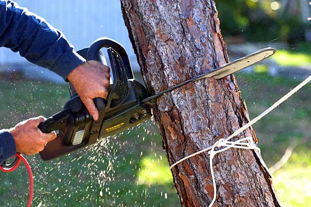 Best Tree Preservation Services  in Lewisburg, PA