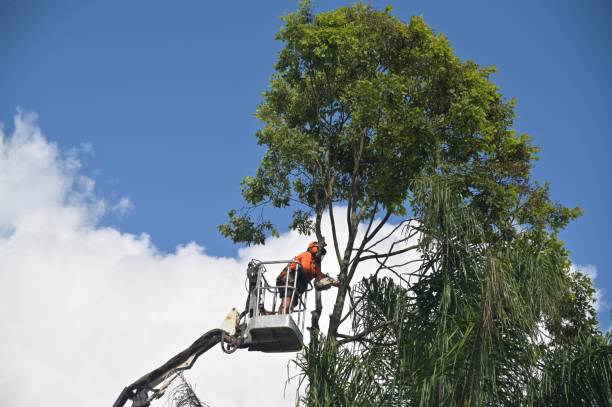 Best Tree Maintenance Programs  in Lewisburg, PA