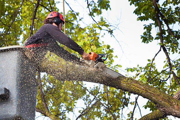 Best Tree Trimming and Pruning  in Lewisburg, PA