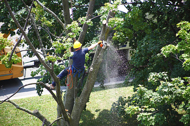 Best Stump Grinding and Removal  in Lewisburg, PA