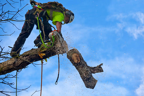 Best Tree Disease Treatment  in Lewisburg, PA